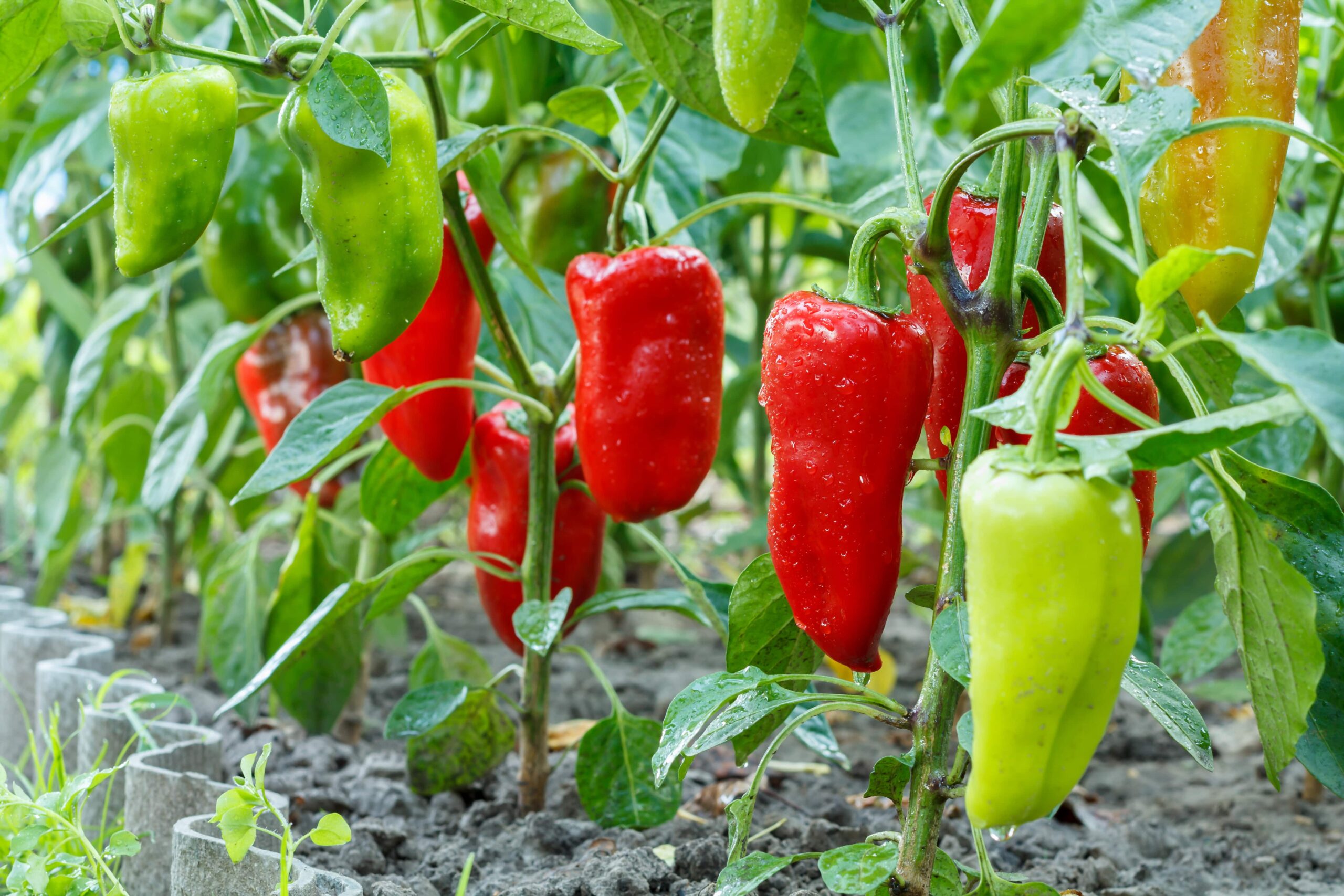 Mehr über den Artikel erfahren Paprika – 5 wichtige Punkte für eine erfolgreiche Ernte!