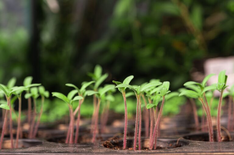 Mehr über den Artikel erfahren Gemüsepflanzen im Februar vorziehen – Ein frühzeitiger Start in die Gartensaison