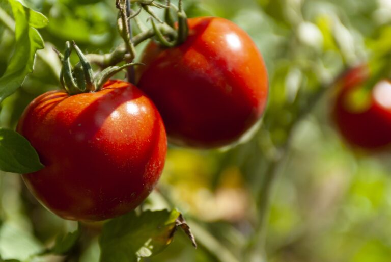 Tomaten an einer Tomatenpflanze