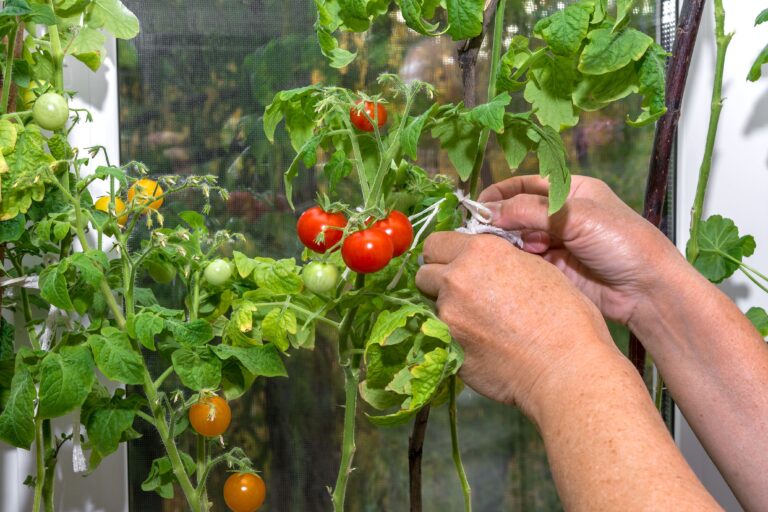 Mehr über den Artikel erfahren Erfolgreich Tomaten vorziehen – Tipps für gesunde Sämlinge