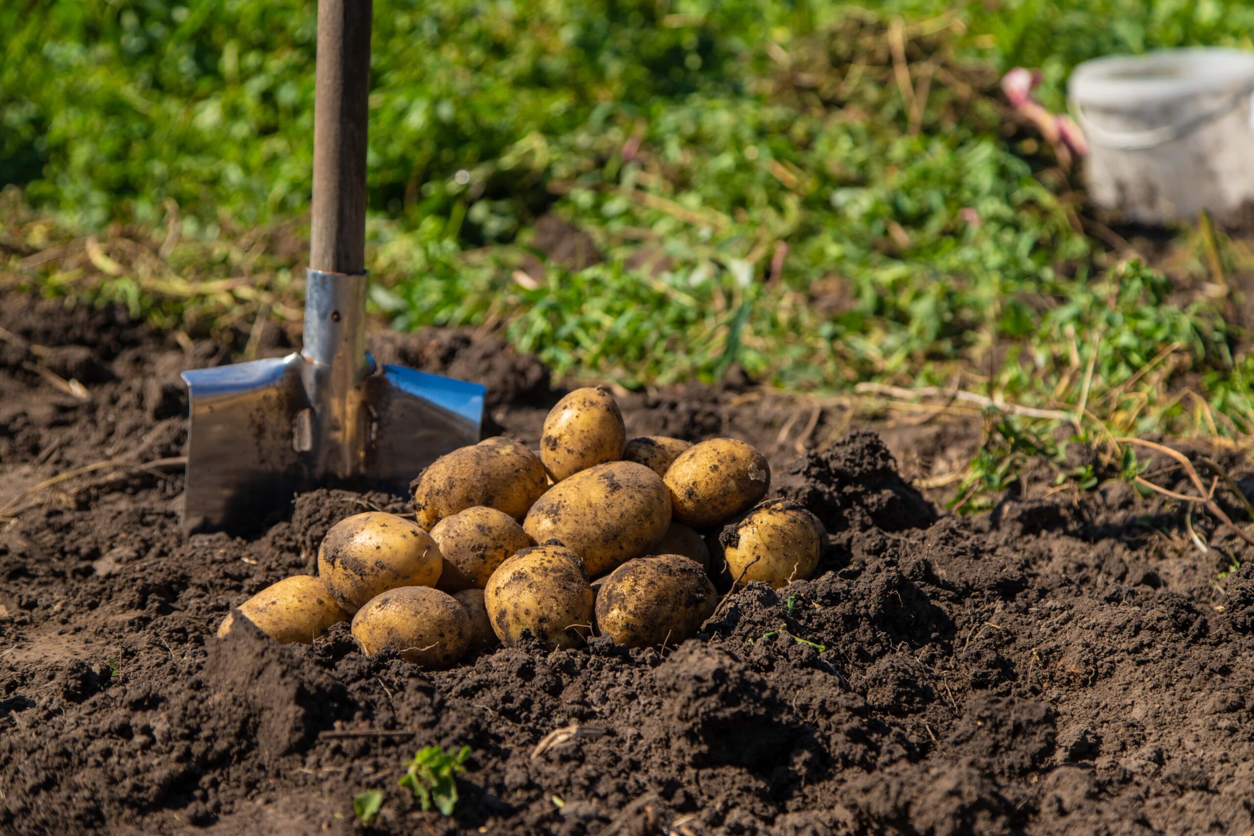 Mehr über den Artikel erfahren Leitfaden für den Anbau von Kartoffeln im eigenen Garten
